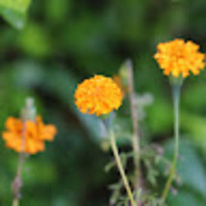 Meet your Posher, Jaclyn